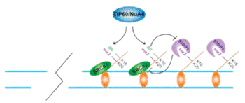 Image: A model showing that TIP60/NuA4-dependent acetylation limits 53BP1 binding to histone H4 when present on the same histone H4 tail with the mark H4K20Me2, a recognition mark for 53BP1. A TIP60 deficiency would result in reduced H4 acetylation, and increased 53BP1 binding, thus blocking BRCA1 function at DNA double-strand breaks (Photo courtesy of Dr. Roger A. Greenberg, Perelman School of Medicine, University of Pennsylvania).